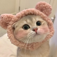 瓷片收藏家